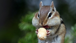 Squirrel Eating Nut Animal Wallpaper