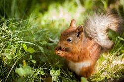Squirrel Eating Nuts Animal Pics