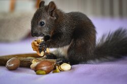 Squirrel Eating Nuts