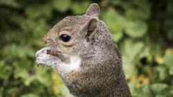 Squirrel Eating Wallpaper