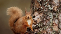 Squirrel in Tree HD Wallpaper