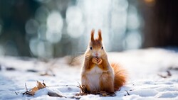 Squirrel in Winter Season Photo