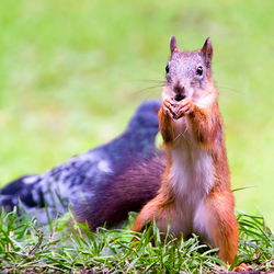 Squirrel is Eating a Food