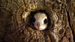 Squirrel Looking From The Tree Hole
