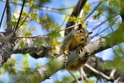 Squirrel on The Tree