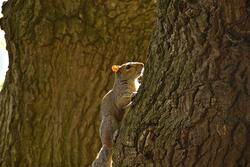 Squirrel on Tree