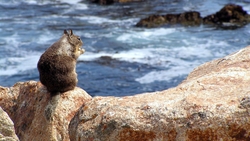 Squirrel Sitting in Rock Near Lake