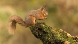 Squirrel Sitting in Tree HD Wallpaper