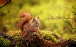 Squirrel Sitting on Tree HD Wallpaper