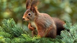 Squirrel Spruce