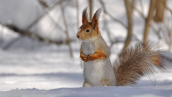 Squirrel Standing in Snow HD Wallpaper