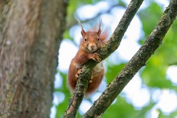 Squirrels on Tree Branch