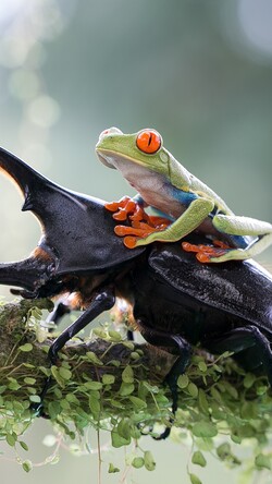 Stag Beetle with Frog
