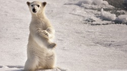 Standing Polar Bear Wallpaper