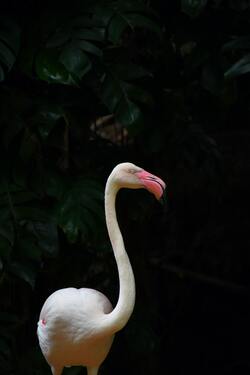 Standing White Flamingo