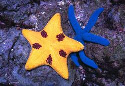 Starfish in Ocean