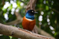 Starling Bird Sitting on Tree