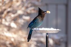 Stellers Jay Bird Photo