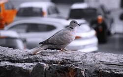 Stock Dove Bird Wallpaper