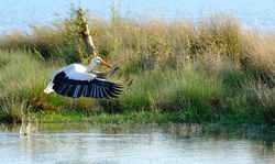 Stork Bird Flying With Grass For Nest