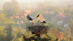 Stork on Nest HD Wallpaper