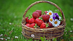 Strawberry Fruit in Basket HD Wallpaper