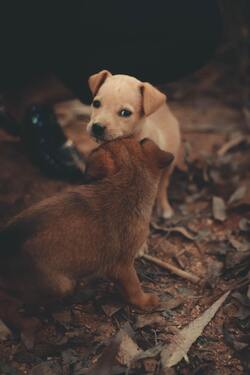 Street Dog Babies