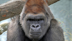 Strong Gorilla Monkey HD Wallpaper
