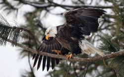 Stunning Eagle Looking for Hunting