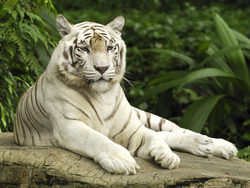 Stunning White Tiger Wallpaper