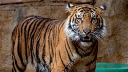 Sumatran Tiger in Zoo