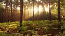 Sun Ray in Forest Amazing Nature View