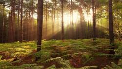 Sun Rays and Forest Picture 4K