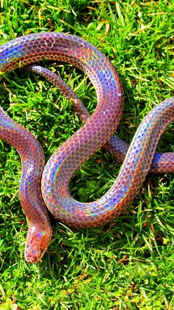Sunbeam Snake at Myanmar