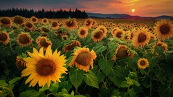 Sunflower Forest Field Flower