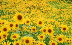 Sunflower Garden Wide Wallpaper