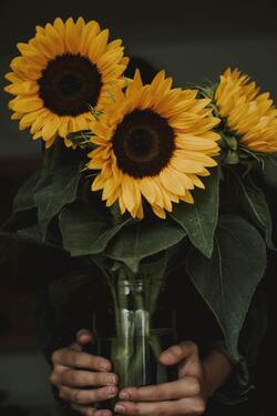 Sunflower in Transparent Pot