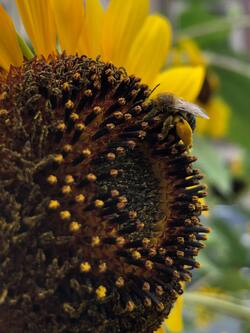 Sunflower Over Bee Image