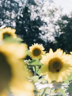 Sunflower Portrait Farm Photo