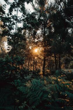 Sunrise Between The Trees in Forest