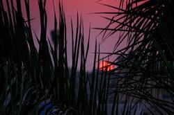 Sunset and Grass HD Nature Pic