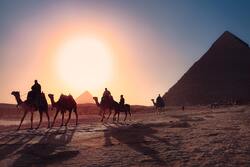 Sunset Egypt Desert Camels Ultra HD