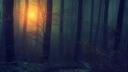 Sunset in Forest