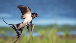 Swallow Bird Flapping Wing