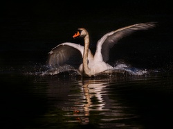 Swan at Night in Lake