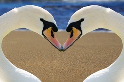 Swan Beak Heart Photo