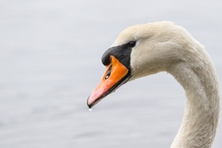 Swan Bird Close Up Photo