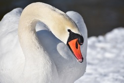 Swan Bird Closeup Photo