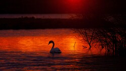 Swan Bird in Lake During Sunset 5K