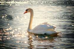 Swan Bird Swimming In Sparkling Water 4K Pic